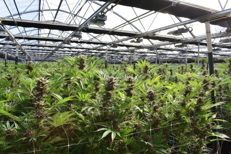 4 Cannabis Odor Control Strategies 4 Cannabis Odor Control Strategies